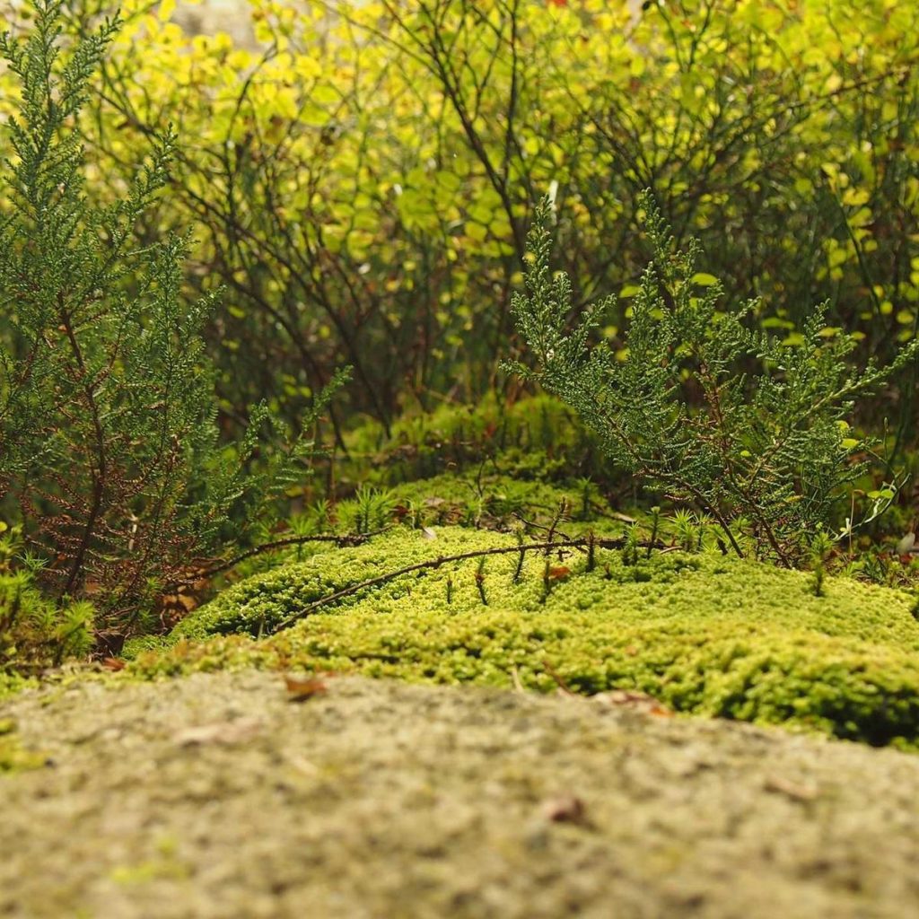 Water-wise front yard